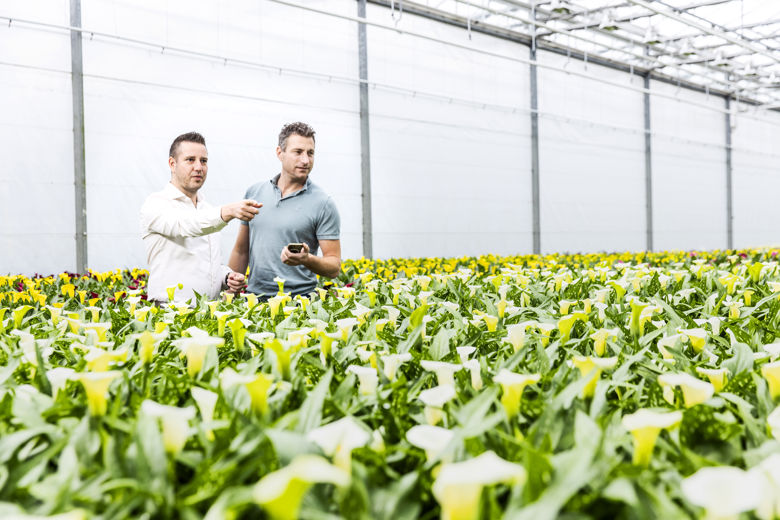 Telers beoordelen gewas in de kas met ondersteuning van SDF horti software